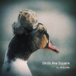 Birds Are Square