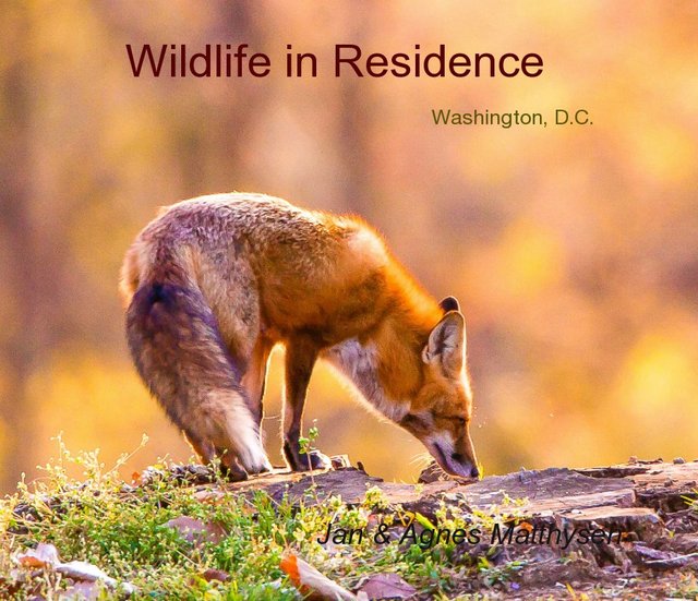 Wildlife in Residence