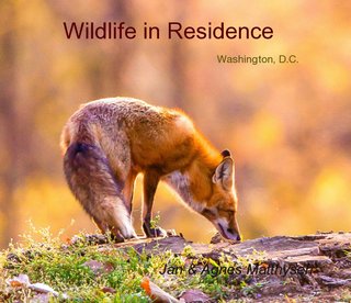 Wildlife in Residence