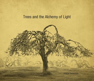 Trees and the Alchemy of Light