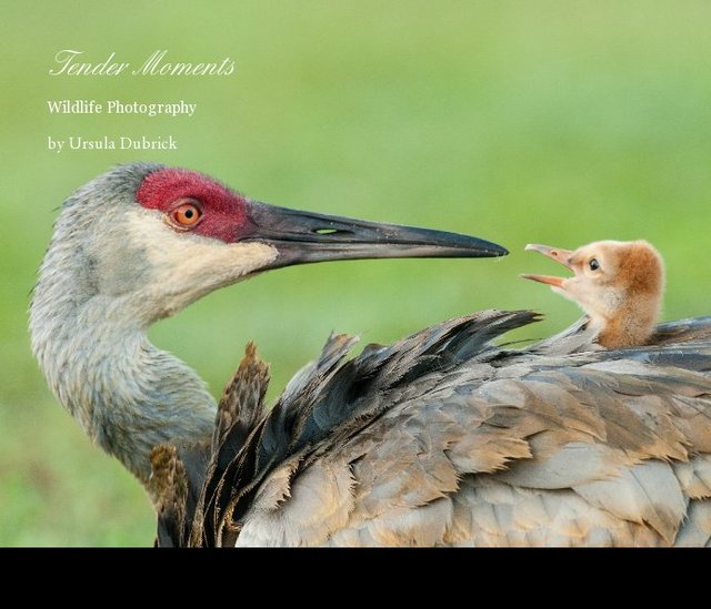 Tender Moments