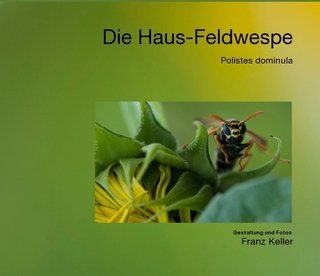 Die Haus-Feldwespe