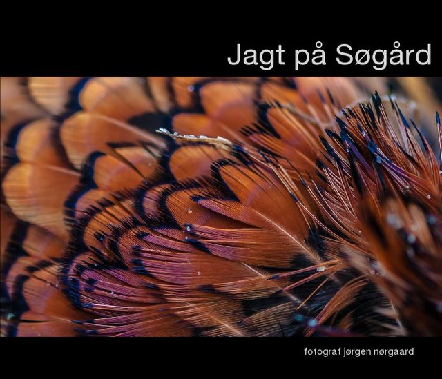 Jagt på Søgård