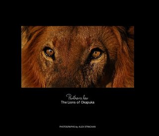 Panthera leo