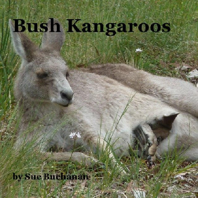 Bush Kangaroos