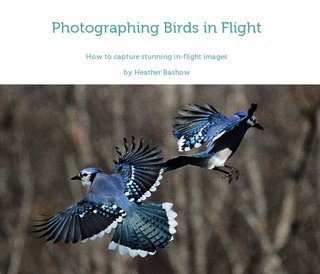 Photographing Birds in Flight