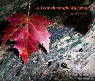 A Year through My Lens
