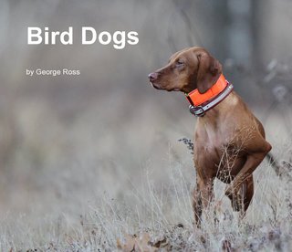 Bird Dogs