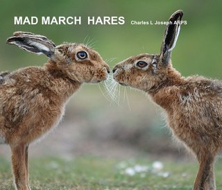 MAD MARCH HARES Charles L Joseph ARPS