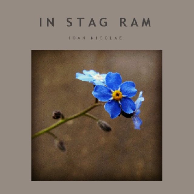 IN STAG RAM