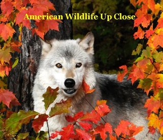 American Wildlife Up Close