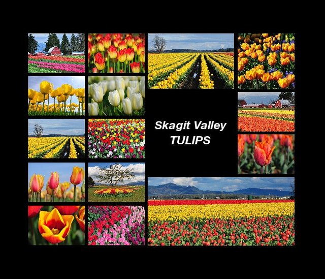 Skagit Valley Tulips