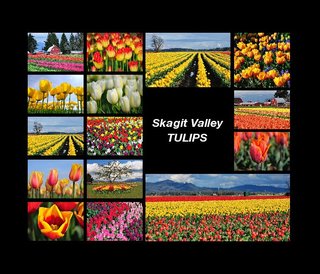 Skagit Valley Tulips