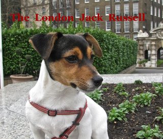 The London Jack Russell