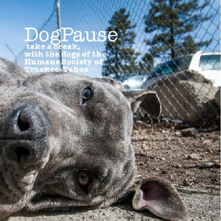 DogPause