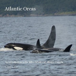 Atlantic Orcas