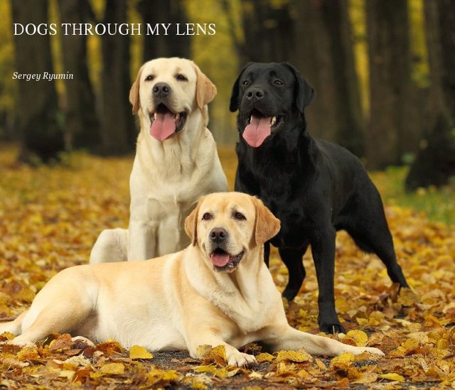DOGS THROUGH MY LENS
