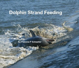 Dolphin Strand Feeding by Patricia P Schaefer