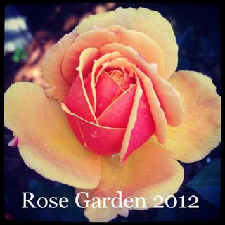 Rose Garden 2012