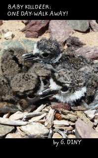 Baby Killdeer: One Day-Walk Away!