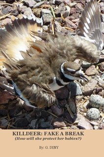 KILLDEER: FAKE A BREAK (How will she protect her babies?)
