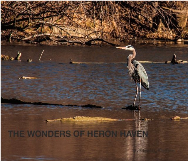 The Wonders of Heron Haven
