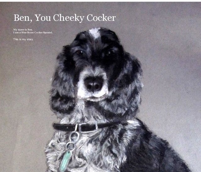 Ben, You Cheeky Cocker