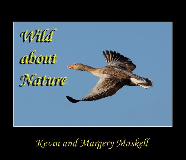 Wild about Nature