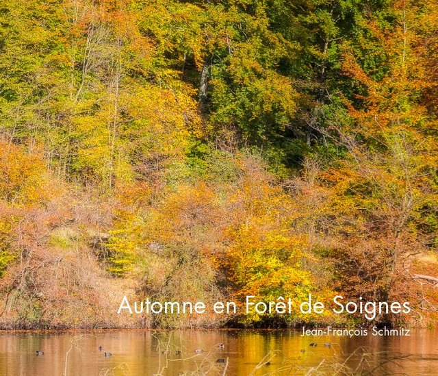 Automne en Forêt de Soignes