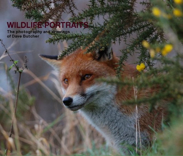WILDLIFE PORTRAITS The photography and drawings of Dave Butcher