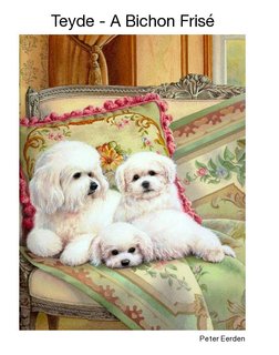 Teyde - A Bichon Frisé