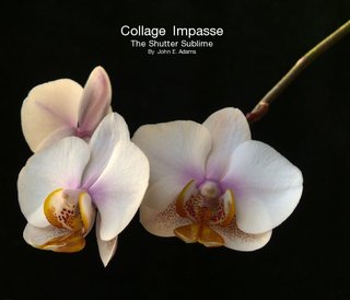 Collage Impasse The Shutter Sublime