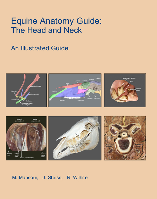 Equine Anatomy Guide: The Head and Neck