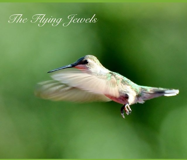 The Flying Jewels