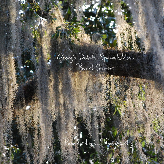 Spanish Moss Brush Strokes
